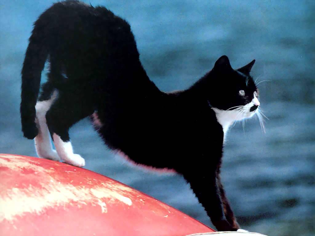 Gatti (160)